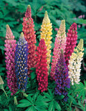 Lupin Seeds: Maritime Favourite