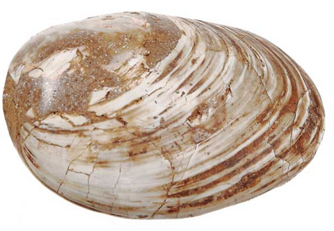 Fossil Shell