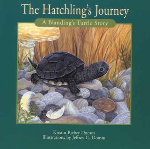 The Hatchling's Journey