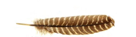 Feather: Turkey Feather Natural Barred